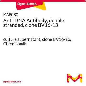 Anticorps anti-ADN double brin, clone&nbsp;BV16-13 culture supernatant, clone BV16-13, Chemicon&#174;