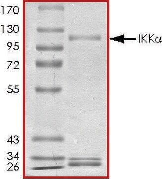 IKK &#945; , active, GST tagged human PRECISIO&#174; Kinase, recombinant, expressed in baculovirus infected Sf9 cells, &#8805;70% (SDS-PAGE), buffered aqueous glycerol solution