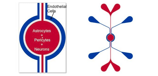 SynVivo SynBBB 3D blood brain barrier model chip starter kit, IMN2 radial configuration, includes pneumatic priming device