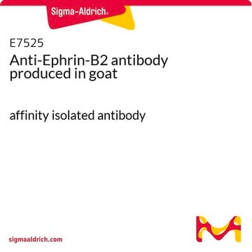 Anti-Ephrin-B2 antibody produced in goat affinity isolated antibody