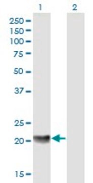 Anti-MED18 antibody produced in mouse purified immunoglobulin, buffered aqueous solution