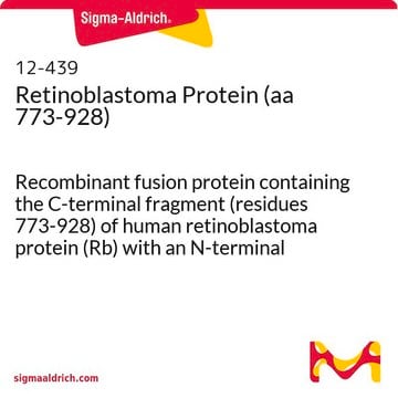 Retinoblastoma Protein (aa 773-928) Recombinant fusion protein containing the C-terminal fragment (residues 773-928) of human retinoblastoma protein (Rb) with an N-terminal His6-tag, expressed in E. coli.