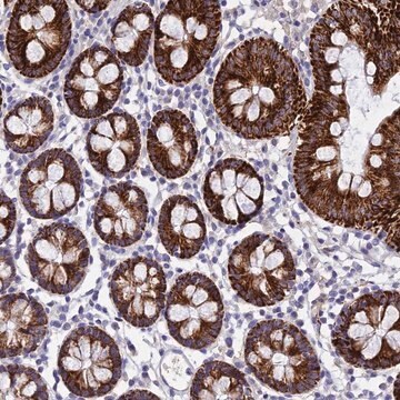 Anti-MS4A5 antibody produced in rabbit Prestige Antibodies&#174; Powered by Atlas Antibodies, affinity isolated antibody, buffered aqueous glycerol solution