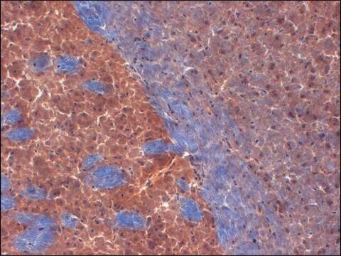 Monoclonal Anti-KCNA2 antibody produced in mouse clone S14-16, 1&#160;mg/mL, purified immunoglobulin