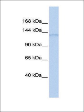 Anti-ERCC5 antibody produced in rabbit affinity isolated antibody