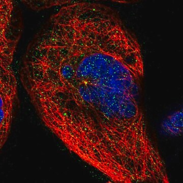 Anti-BRMS1 antibody produced in rabbit Prestige Antibodies&#174; Powered by Atlas Antibodies, affinity isolated antibody, buffered aqueous glycerol solution