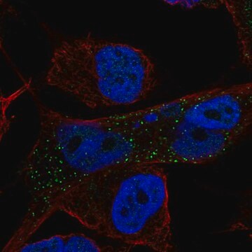 Anti-Nlrc4 Antibody Produced In Rabbit Prestige Antibodies&#174; Powered by Atlas Antibodies, affinity isolated antibody, buffered aqueous glycerol solution