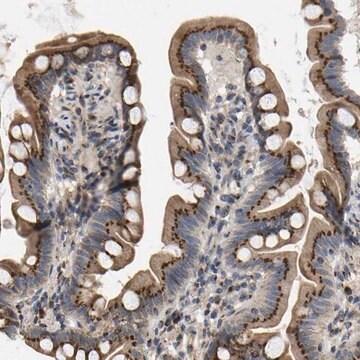 Anti-YIPF4 antibody produced in rabbit Prestige Antibodies&#174; Powered by Atlas Antibodies, affinity isolated antibody, buffered aqueous glycerol solution