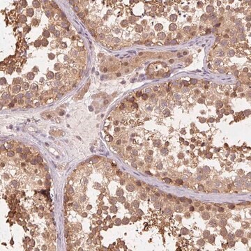 Anti-PRMT5 antibody produced in rabbit Prestige Antibodies&#174; Powered by Atlas Antibodies, affinity isolated antibody