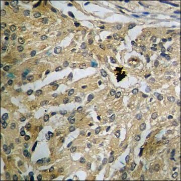 Anti-phospho-CDC16/APC6 (pSer560) antibody produced in rabbit affinity isolated antibody