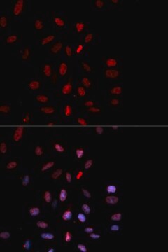 Anti-Phospho-c-Fos-T232 antibody produced in rabbit