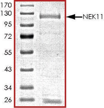 NEK11, active, GST tagged human PRECISIO&#174; Kinase, recombinant, expressed in baculovirus infected Sf9 cells, &#8805;70% (SDS-PAGE), buffered aqueous glycerol solution