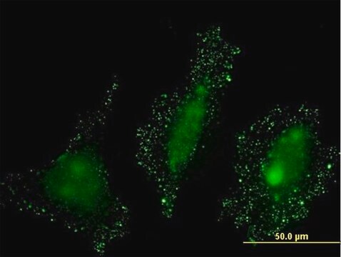 Monoclonal Anti-PKN2 antibody produced in mouse clone 3A7, purified immunoglobulin, buffered aqueous solution