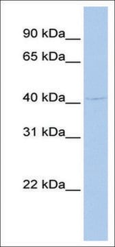 Anti-GFI1 (AB2) antibody produced in rabbit affinity isolated antibody