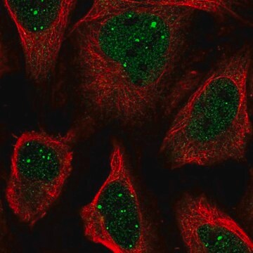 Anti-SH3BP5 antibody produced in rabbit Prestige Antibodies&#174; Powered by Atlas Antibodies, affinity isolated antibody