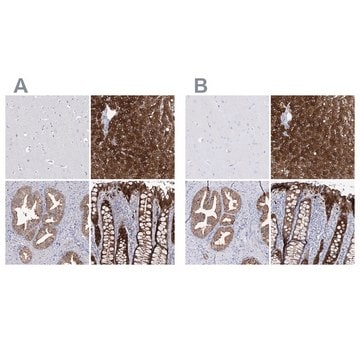 Anti-UGDH antibody produced in rabbit Prestige Antibodies&#174; Powered by Atlas Antibodies, affinity isolated antibody, buffered aqueous glycerol solution