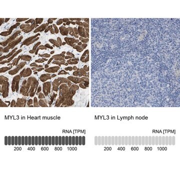 Anti-MYL3 antibody produced in rabbit Prestige Antibodies&#174; Powered by Atlas Antibodies, affinity isolated antibody, buffered aqueous glycerol solution