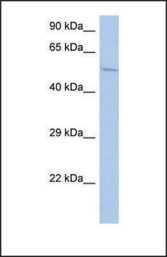 Anti-PDE1B antibody produced in rabbit affinity isolated antibody