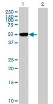 Anti-FIGF antibody produced in rabbit purified immunoglobulin, buffered aqueous solution