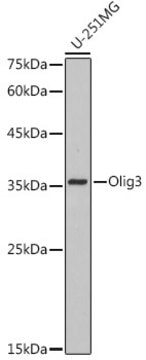 Anti-Olig3 Antibody, clone 9C1N3, Rabbit Monoclonal