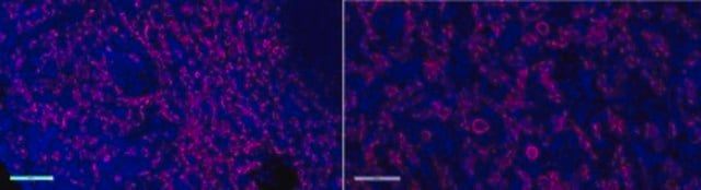 Anticuerpo anti-Iba1/AIF1, clon 20A12.1, conjugado con Alexa Fluor&#8482; 647 clone 20A12.1, from mouse, ALEXA FLUOR&#8482; 647