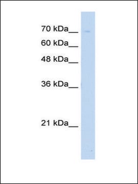 Anti-UNC93B1 antibody produced in rabbit IgG fraction of antiserum