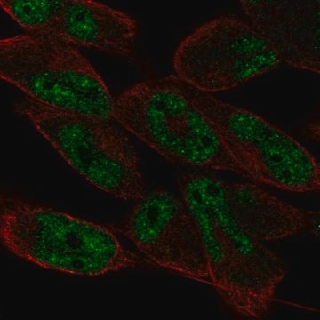 Anti-LIN52 antibody produced in rabbit Prestige Antibodies&#174; Powered by Atlas Antibodies, affinity isolated antibody