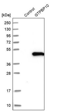 Anti-GTPBP10 antibody produced in rabbit Prestige Antibodies&#174; Powered by Atlas Antibodies, affinity isolated antibody, buffered aqueous glycerol solution