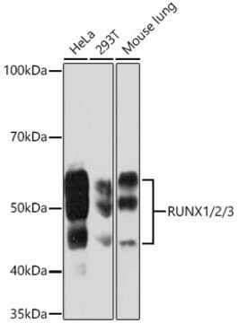 Anti-RUNX1/2/3 Antibody, clone 6G5U2, Rabbit Monoclonal