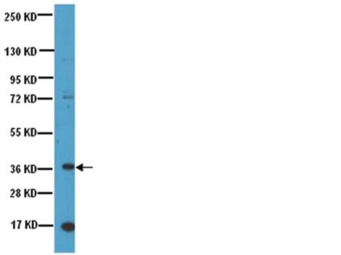 Anti-Nanog Antibody, NT Chemicon&#174;, from rabbit