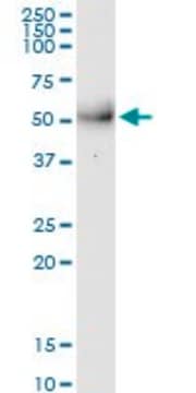 Monoclonal Anti-MPPE1, (C-terminal) antibody produced in mouse clone 3E4, purified immunoglobulin, buffered aqueous solution