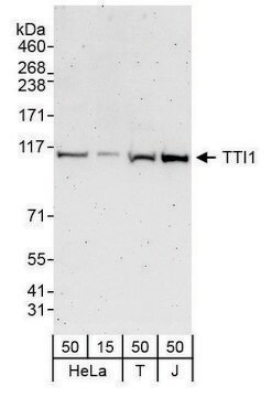 Rabbit anti-TTI1 Antibody, Affinity Purified Powered by Bethyl Laboratories, Inc.