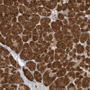 Anti-TAB3 antibody produced in rabbit Prestige Antibodies&#174; Powered by Atlas Antibodies, affinity isolated antibody, buffered aqueous glycerol solution