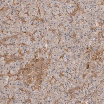 Anti-CLDN12 antibody produced in rabbit Prestige Antibodies&#174; Powered by Atlas Antibodies, affinity isolated antibody, buffered aqueous glycerol solution