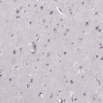 Anti-OPRD1 antibody produced in rabbit Prestige Antibodies&#174; Powered by Atlas Antibodies, affinity isolated antibody