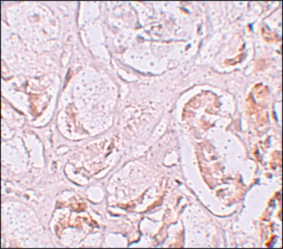 Anti-SLAMF9 antibody produced in rabbit affinity isolated antibody