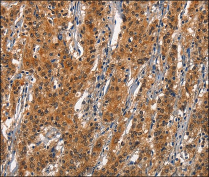 Anti-CD163 antibody produced in rabbit affinity isolated antibody