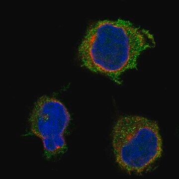 Anti-Pstpip1 Antibody Produced In Rabbit Prestige Antibodies&#174; Powered by Atlas Antibodies, affinity isolated antibody, buffered aqueous glycerol solution