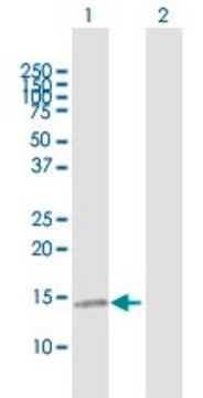 Anti-CCL21 antibody produced in mouse purified immunoglobulin, buffered aqueous solution