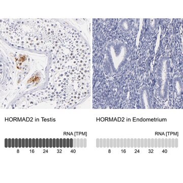 Anti-HORMAD2 antibody produced in rabbit Prestige Antibodies&#174; Powered by Atlas Antibodies, affinity isolated antibody, buffered aqueous glycerol solution