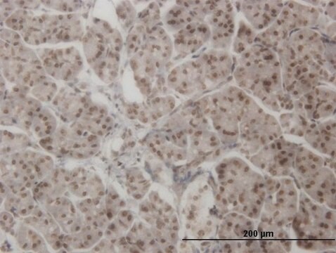 ANTI-AHR antibody produced in mouse clone 3B9, purified immunoglobulin, buffered aqueous solution