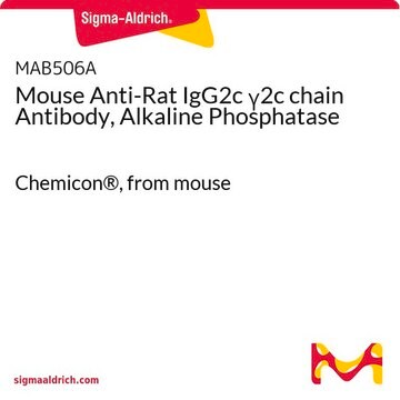 Mouse Anti-Rat IgG2c &#947;2c chain Antibody, Alkaline Phosphatase Chemicon&#174;, from mouse