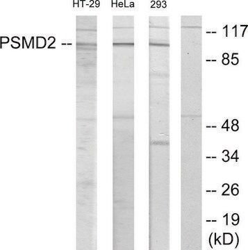 Anti-PSMD2, N-Terminal antibody produced in rabbit affinity isolated antibody