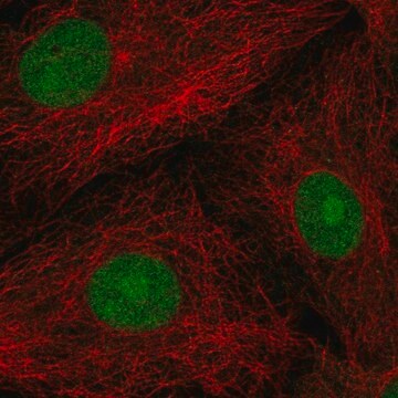 Anti-Pop4 Antibody Produced In Rabbit Prestige Antibodies&#174; Powered by Atlas Antibodies, affinity isolated antibody, buffered aqueous glycerol solution