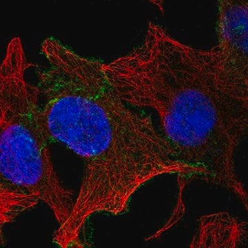 Anti-CELSR1 antibody produced in rabbit Prestige Antibodies&#174; Powered by Atlas Antibodies, affinity isolated antibody