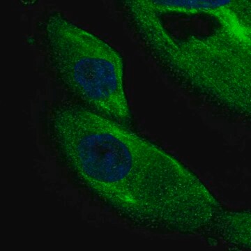 Anti-DCDC2 antibody produced in rabbit Prestige Antibodies&#174; Powered by Atlas Antibodies, affinity isolated antibody