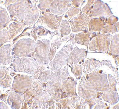 Anti-MAPKAP1 (ab1) antibody produced in rabbit affinity isolated antibody, buffered aqueous solution