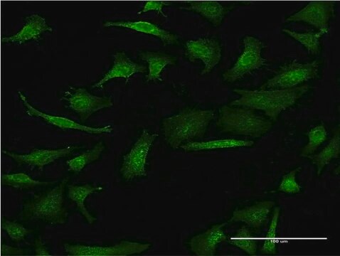 Monoclonal Anti-GIF, (C-terminal) antibody produced in mouse clone 1D9, purified immunoglobulin, buffered aqueous solution