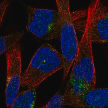 Anti-JAM3 antibody produced in rabbit Prestige Antibodies&#174; Powered by Atlas Antibodies, affinity isolated antibody