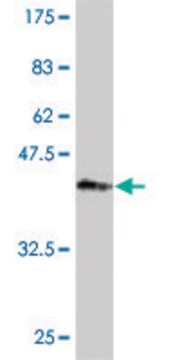 Monoclonal Anti-PKP4 antibody produced in mouse clone 1B2, purified immunoglobulin, buffered aqueous solution